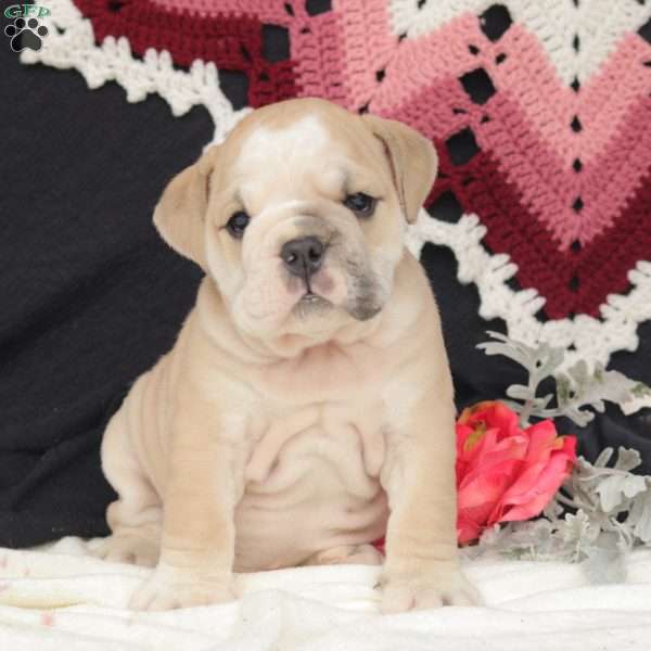 Breeze, English Bulldog Puppy