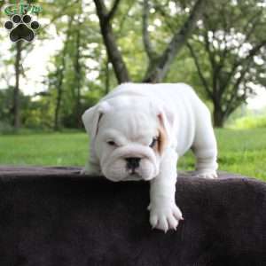 Zoe, English Bulldog Puppy