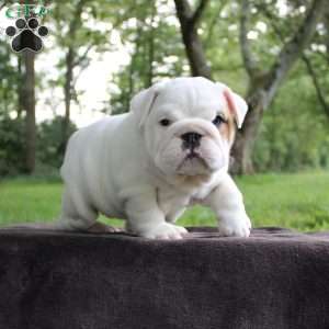 Zoe, English Bulldog Puppy