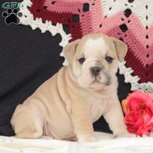 Breeze, English Bulldog Puppy