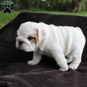Zoe, English Bulldog Puppy