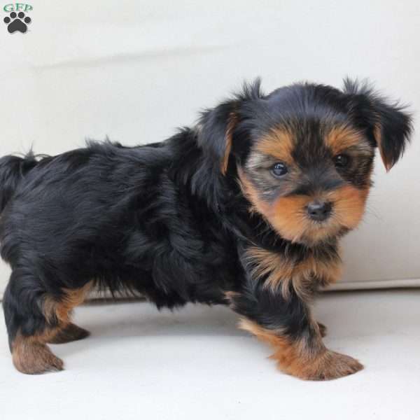 Molly, Yorkie Puppy