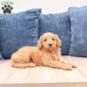 Blossom, Mini Goldendoodle Puppy