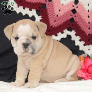 Breeze, English Bulldog Puppy