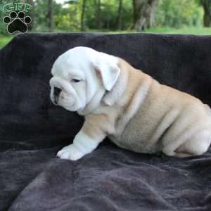 Buddy, English Bulldog Puppy