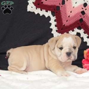 Breeze, English Bulldog Puppy