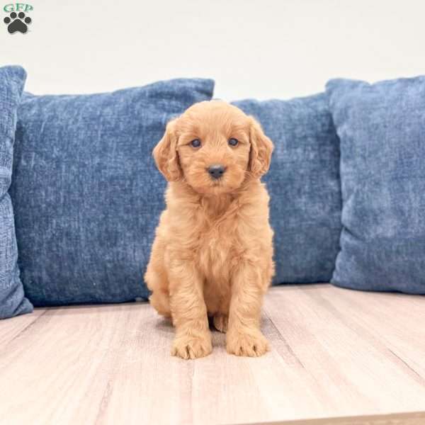 Barbie, Mini Goldendoodle Puppy