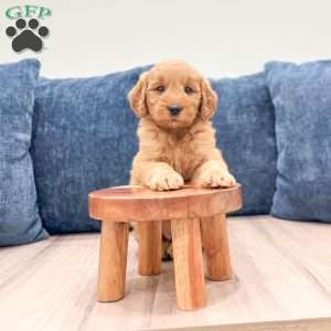 Barbie, Mini Goldendoodle Puppy