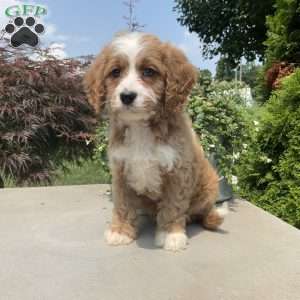 Mickey, Cavapoo Puppy