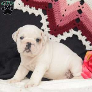 Storm, English Bulldog Puppy