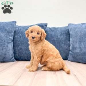 Barbie, Mini Goldendoodle Puppy