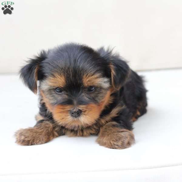 Maddie, Yorkie Puppy