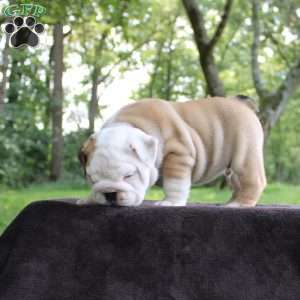 Buddy, English Bulldog Puppy