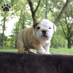 Buddy, English Bulldog Puppy
