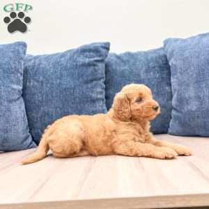 Barbie, Mini Goldendoodle Puppy