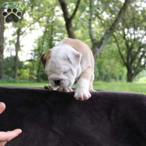 Buddy, English Bulldog Puppy