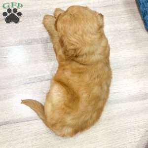 Barbie, Mini Goldendoodle Puppy