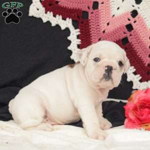 Storm, English Bulldog Puppy