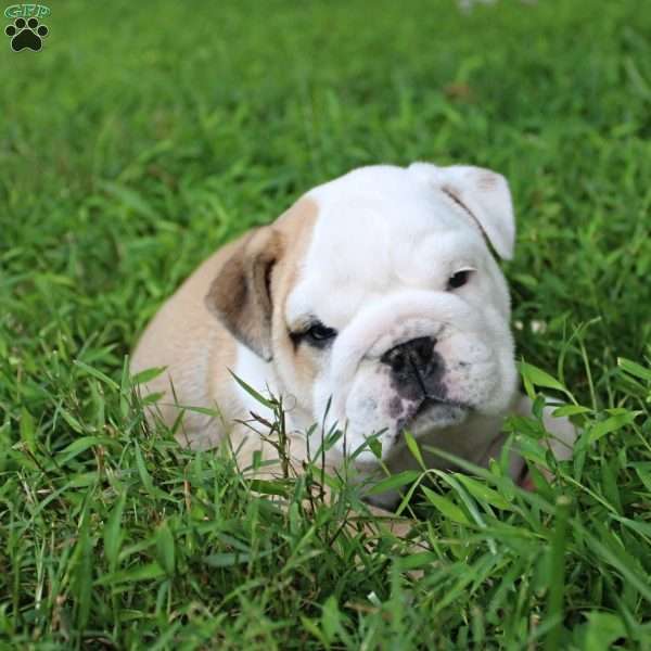 Buddy, English Bulldog Puppy