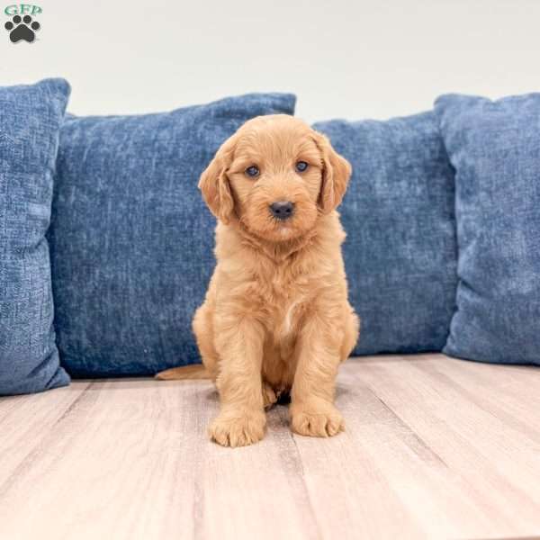 Bo, Mini Goldendoodle Puppy
