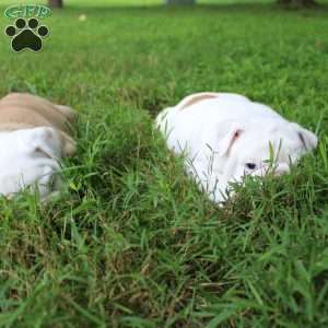Penny, English Bulldog Puppy