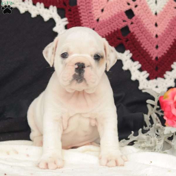 Storm, English Bulldog Puppy