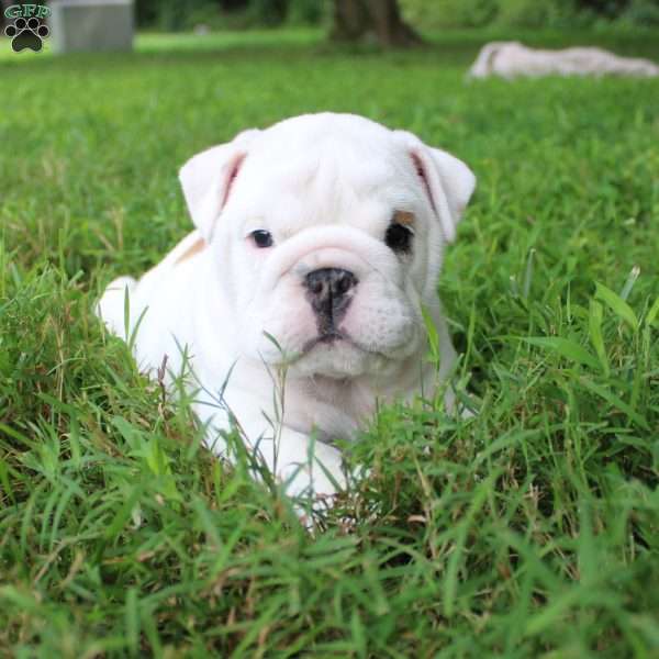 Penny, English Bulldog Puppy
