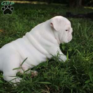 Penny, English Bulldog Puppy