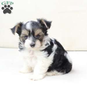Daisy, Yorkie Puppy