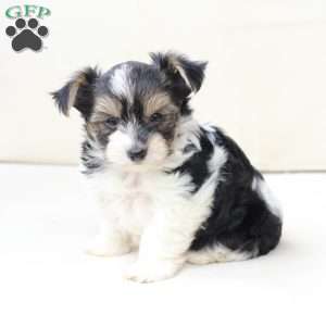 Daisy, Yorkie Puppy