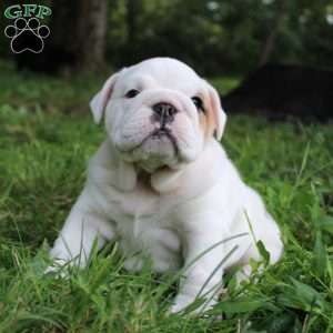 Zoe, English Bulldog Puppy