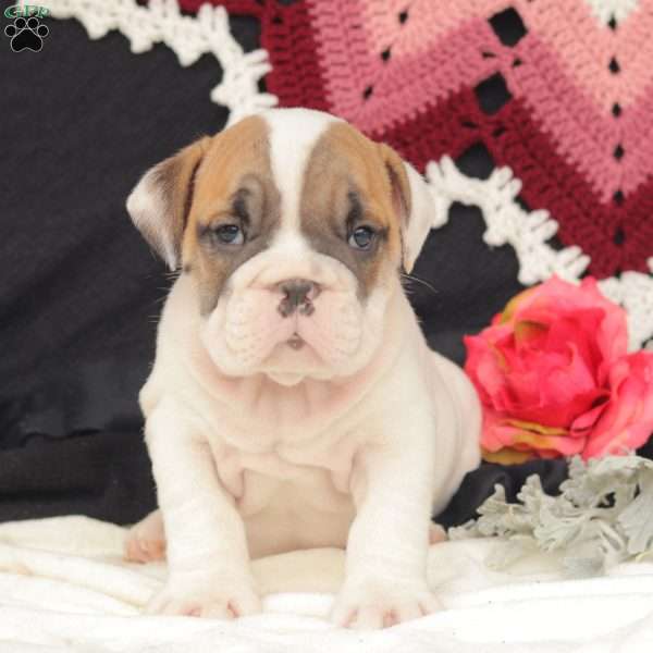 Rayne, English Bulldog Puppy