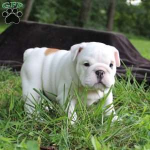 Penny, English Bulldog Puppy