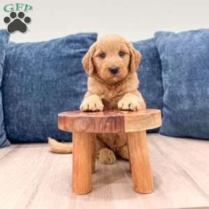 Bo, Mini Goldendoodle Puppy