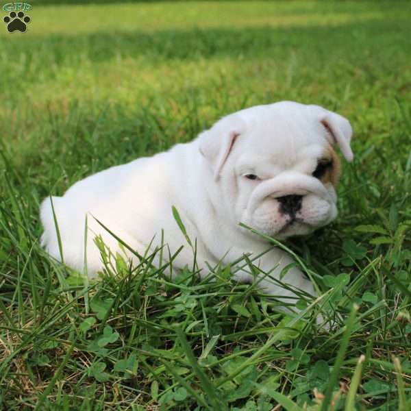 Zoe, English Bulldog Puppy