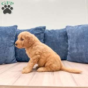 Bo, Mini Goldendoodle Puppy