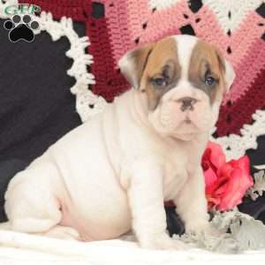 Rayne, English Bulldog Puppy