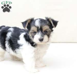 Daisy, Yorkie Puppy