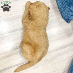 Bo, Mini Goldendoodle Puppy