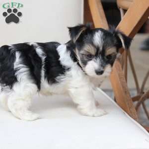 Daisy, Yorkie Puppy