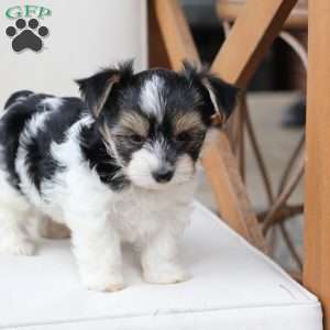 Daisy, Yorkie Puppy