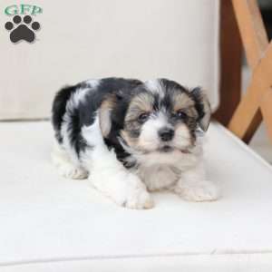 Daisy, Yorkie Puppy