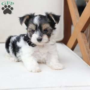 Daisy, Yorkie Puppy