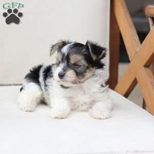 Daisy, Yorkie Puppy