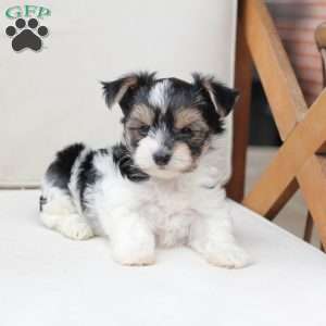 Daisy, Yorkie Puppy