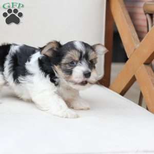 Daisy, Yorkie Puppy