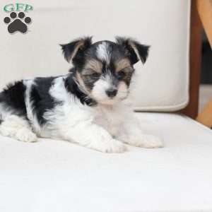Daisy, Yorkie Puppy