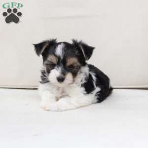 Daisy, Yorkie Puppy