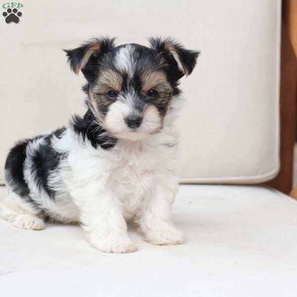 Daisy, Yorkie Puppy