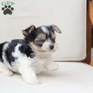 Daisy, Yorkie Puppy